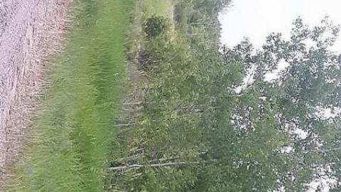 Photo from Rydal Bank 1900 - 2018