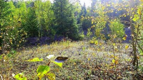 Shining Tree Mining Camp - Sudbury, Unorganized, North Part, Ontario