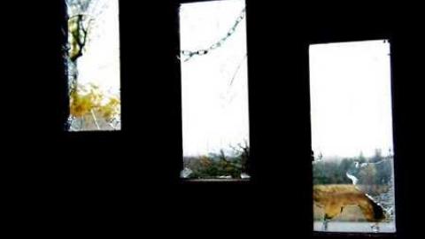 Cocaine Cowgirl - IMG_6572.jpg