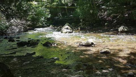 Hoggs Falls - Hoggs-sawmill-at-Hoggs-Falls19.jpg