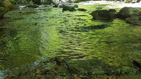 Hoggs Falls - Hoggs-sawmill-at-Hoggs-Falls20.jpg