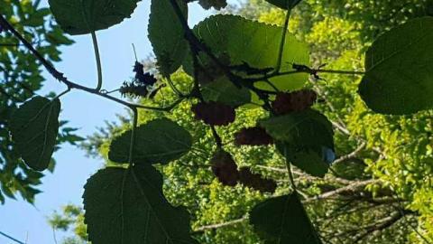 Webwood Falls - Webwood-Falls12.jpg