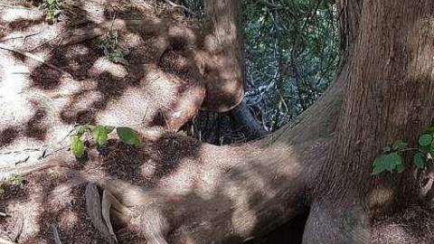 Inglis Falls - Inglis-Falls11.jpg