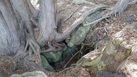 Photo from Inglis Falls