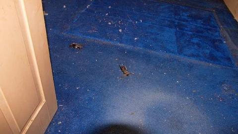 Rusty Trickle  - Oap add and loc Guelph 073.jpg