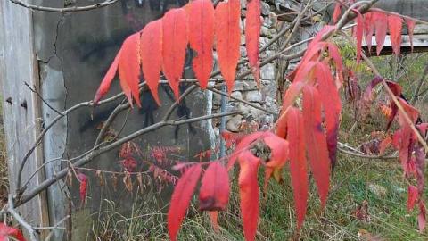 Autumnal Splendor - Stone-Ruins-Belfountain38.jpg
