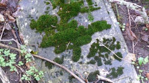 Forget Me Not - The-Forgotten-Ones12.jpg