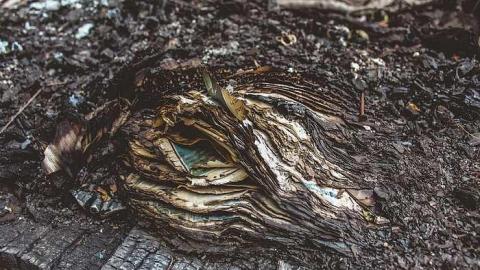 Burnt - IMG_4709.jpg