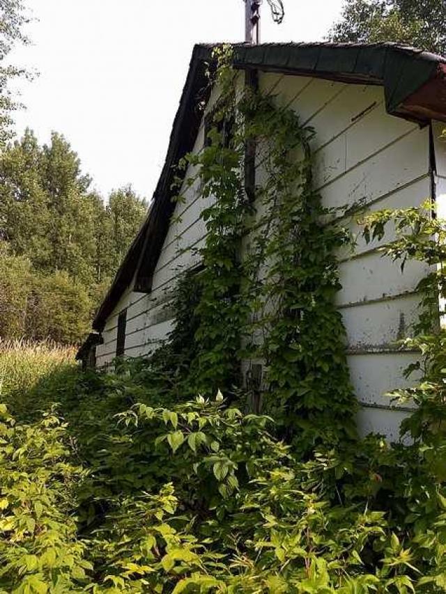 Italian Stallion photo 4