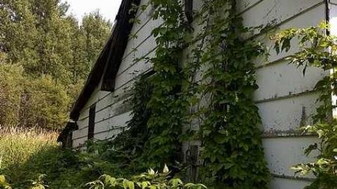 Italian Stallion photo 4