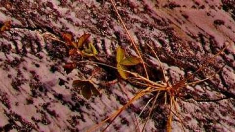 A Tender Mother Lieth Here - Jerusalem-Pioneer-Cemetery17.jpg