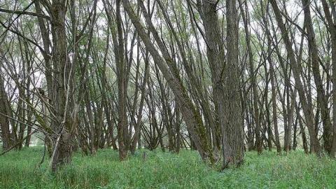 June 2014 - McKinnon-(ghost-town)66.jpg