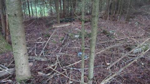 Photo from School in the woods