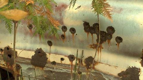 Bullet Holes and Mystery - Golden-Oldies--Four-50s-Cars20.jpg