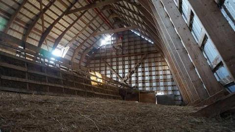 Cattle Farm - Cattle-Farm8.jpg