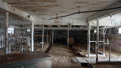 Cattle Farm - Cattle-Farm2.jpg