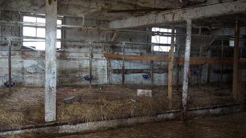 Cattle Farm - Cattle-Farm3.jpg