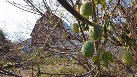 Cattle Farm - Cattle-Farm7.jpg