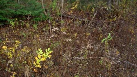 Monsell axe location cover photo