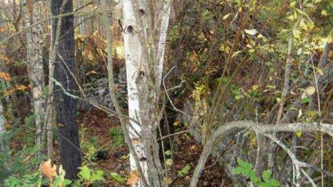 Monsell axe location - Monsell-(Orma-Jones-Tragedy)65.jpg