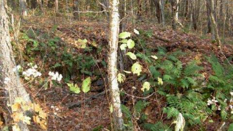 Monsell axe location - Monsell-(Orma-Jones-Tragedy)69.jpg