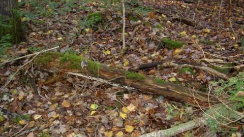 Monsell axe location - Monsell-(Orma-Jones-Tragedy)72.jpg