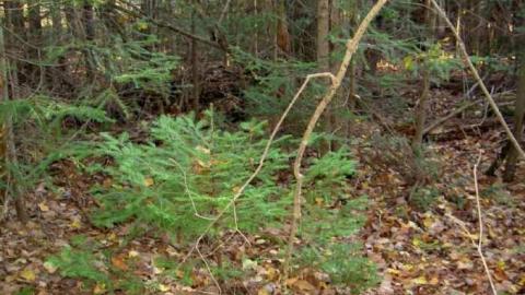 Monsell axe location - Monsell-(Orma-Jones-Tragedy)73.jpg