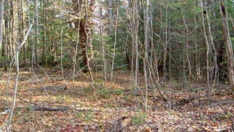 Monsell axe location - Monsell-(Orma-Jones-Tragedy)74.jpg