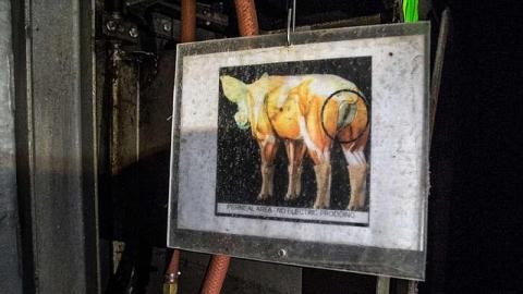 Photo from Stinky old Abatoir