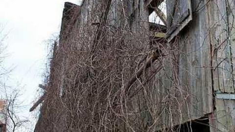Neglected Farmhouse - 032.jpg