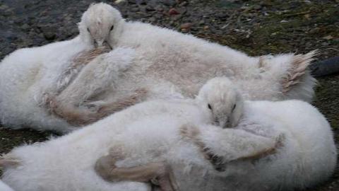 Arrrgh Billy - Le-Grande-Hermine-Ghost-Ship14.jpg