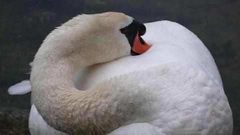 Arrrgh Billy - Le-Grande-Hermine-Ghost-Ship4.jpg
