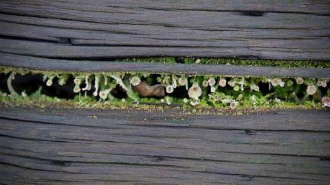 December 2018 - Railway-Bridge-over-the-Thames27.jpg