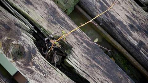 Railway Bridge over the Thames photo 2