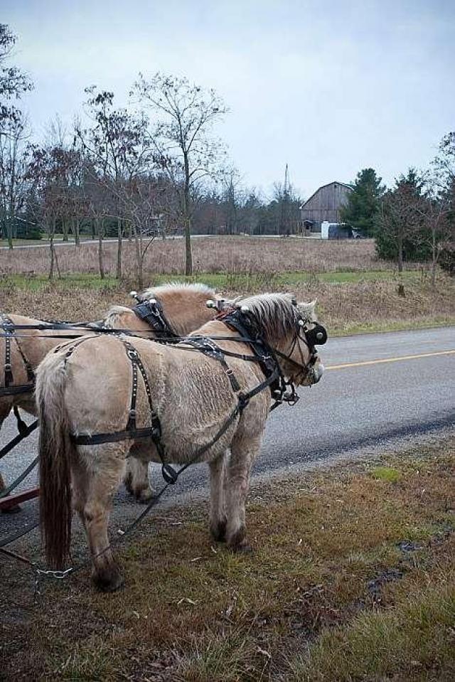 St Mary's Anglican Cemetery - Adelaide-Metcalfe, Ontario