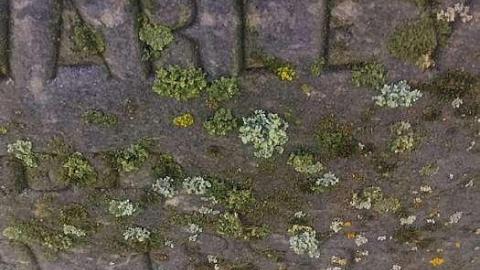 December 2018 - Nursery-Cemetery29.jpg