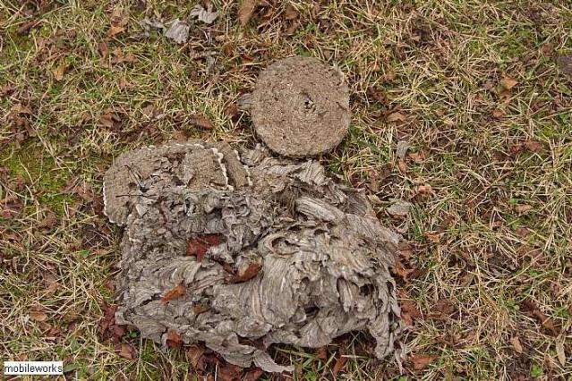 St. Anthony's  R.C. Cemetery photo 5
