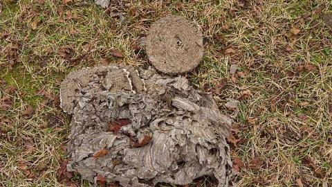 Respected Pioneers - St.-Anthonys--R.C.-Cemetery15.jpg