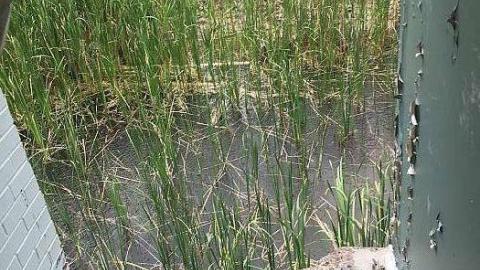 Minimalist Home - Mid-Century-Modern-on-Cachet9.jpg