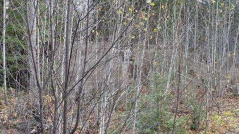 Buildings - Nickel-Offset-Buildings14.jpg