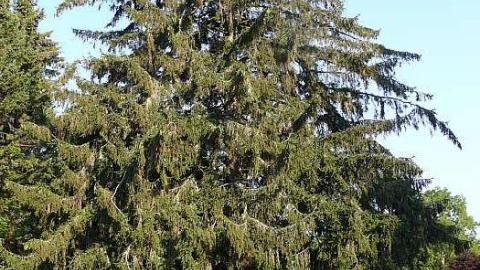 St. Peter's - St-Peters--Church-Cemetery7.jpg