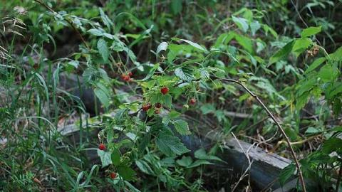 This place is huge! - Donald-(ghost-chemical-plant)35.jpg