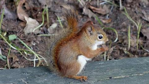 Camp 20 '18 - Gravenhurst-Nazi-POW-Camp38.jpg