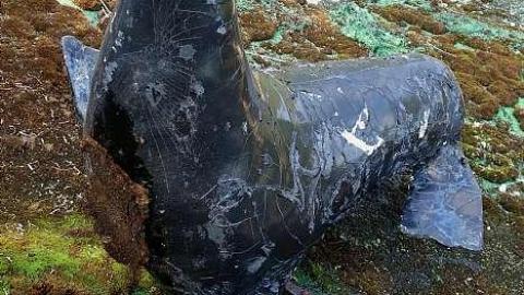 Photo from Jaguar Mini Golf '18