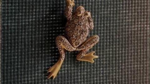 Mellow Mood Lite '18 - DSC02666.jpg