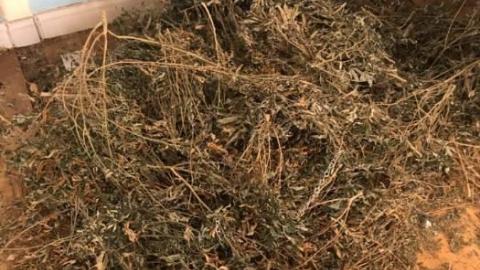 Well worth the 7 month wait - weed at grow op mansion.jpg