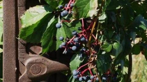 Little Bit Of Bad In Good '18 - DSC03291.jpg