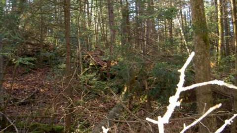 Monsell again - Monsell-(Orma-Jones-Tragedy)84.jpg