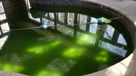 Toxic Green Swim '19 - London-Ontario-Party-Mansion95.jpg