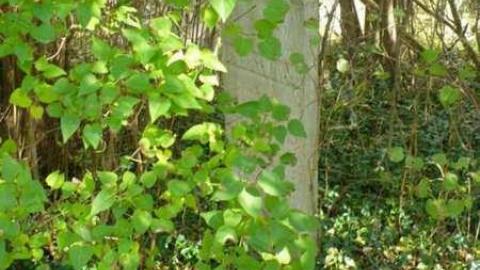 Rebel trail - Rebel-Trail10.jpg